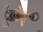 51092 Camponotus rmc1945 D IN