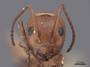 45934 Camponotus sayi H IN