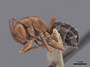 45934 Camponotus sayi P IN