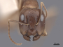 62298 Camponotus semitestaceus H IN