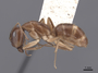 62298 Camponotus semitestaceus P IN