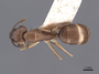 62298 Camponotus semitestaceus D IN