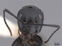 45946 Camponotus vagus H IN
