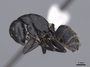 45946 Camponotus vagus P IN