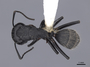 45946 Camponotus vagus D IN
