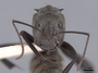 45940 Camponotus sericeiventris H IN