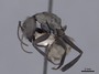 45940 Camponotus sericeiventris P IN