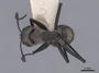 45940 Camponotus sericeiventris D IN