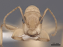 62971 Camponotus wettereri H IN