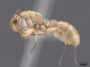 62971 Camponotus wettereri P IN