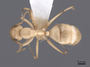 62971 Camponotus wettereri D IN