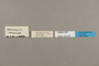 124347 Heliconius melpomene xenoclea labels IN