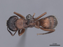 45948 Camponotus vicinus D IN