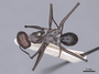 46224 Cataglyphis bicolor D IN