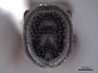 47258 Cephalotes pallens H IN
