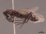 62969 Camponotus mirabilis P IN