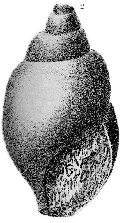 Silurian Reef Fossil illustration, Plate 09, Fig. 02, Wisconsin Geology Survey