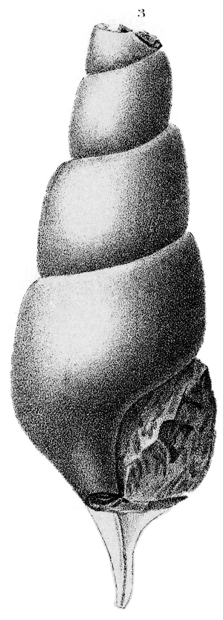 Silurian Reef Fossil illustration, Plate 09, Fig. 03, Wisconsin Geology Survey