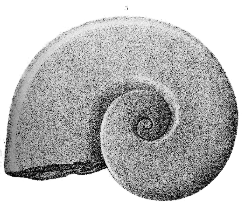 Silurian Reef Fossil illustration, Plate 09, Fig. 05, Wisconsin Geology Survey