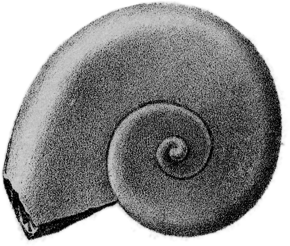Species: Maclurina subrotunda (Whitfield, 1882)