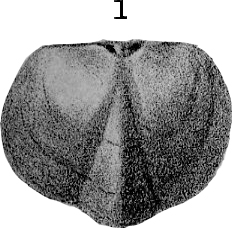 Silurian Reef Fossil illustration, Plate 10, Fig. 01, Wisconsin Geology Survey