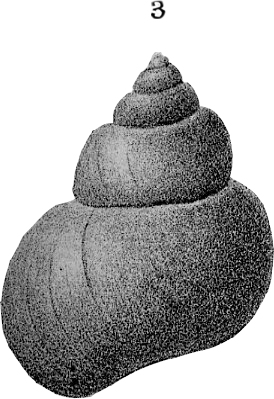 Silurian Reef Fossil illustration, Plate 10, Fig. 03, Wisconsin Geology Survey