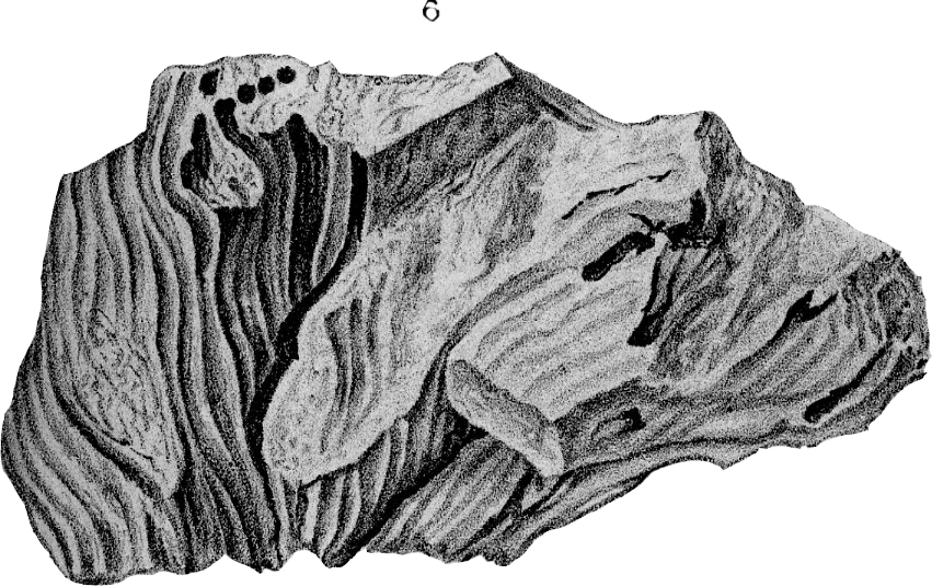 Silurian Reef Fossil illustration, Plate 10, Fig. 06, Wisconsin Geology Survey
