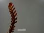 Image of dorsal shoot, Anastrophyllum papillosum J.J. Engel & Braggins (Holotype). This project kindly supported by the Grainger Foundation, The Museum Collection Spending Fund (Field Museum), and the National Science Foundation (Award No. 1057418 & 0749762).