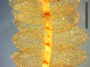 Calypogeia muelleriana image