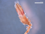 Cephaloziella verrucosa image