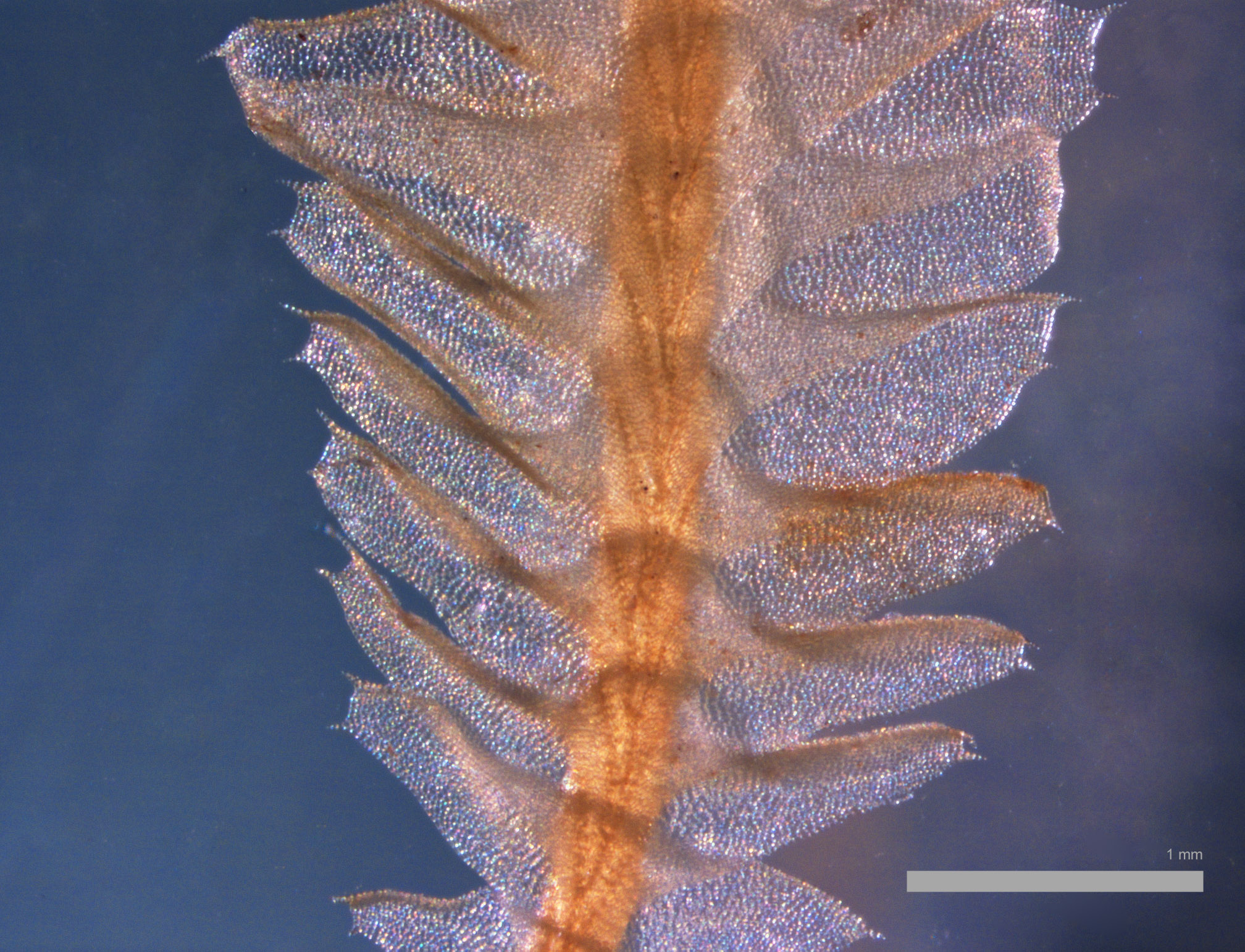 Cryptolophocolea connatifolia image