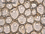 Median cells of Chiloscyphus mittenianus var. symmetricus J. J. Engel (Holotype).  This project kindly supported by the Grainger Foundation, The Museum Collection Spending Fund (Field Museum), and the National Science Foundation (Award No. 1057418 & 0749762).
