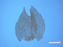 Schistochila papillifera image