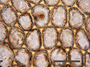 Median cells of Chiloscyphus suboppositus J. J. Engel (Holotype). This project kindly supported by the Grainger Foundation, The Museum Collection Spending Fund (Field Museum), and the National Science Foundation (Award No. 1057418 & 0749762).