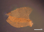 Leaf of Schistochila nitidissima R. M. Schust. (Holotype).  This project kindly supported by the Grainger Foundation, The Museum Collection Spending Fund (Field Museum), and the National Science Foundation (Award No. 1057418 & 0749762).