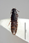 25106 Omaliopsis ectopia HT d IN