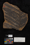 PP 1194 A+B [HS, F] Asterotheca miltonii, Moscovian / Desmoinesian, Francis Creek Shale Member, United States of America, Illinois, Mazon Creek Region