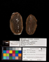 PP 25376 A+B [HS, M] Plantae, Moscovian / Desmoinesian, Francis Creek Shale Member, United States of America, Illinois, Mazon Creek Region