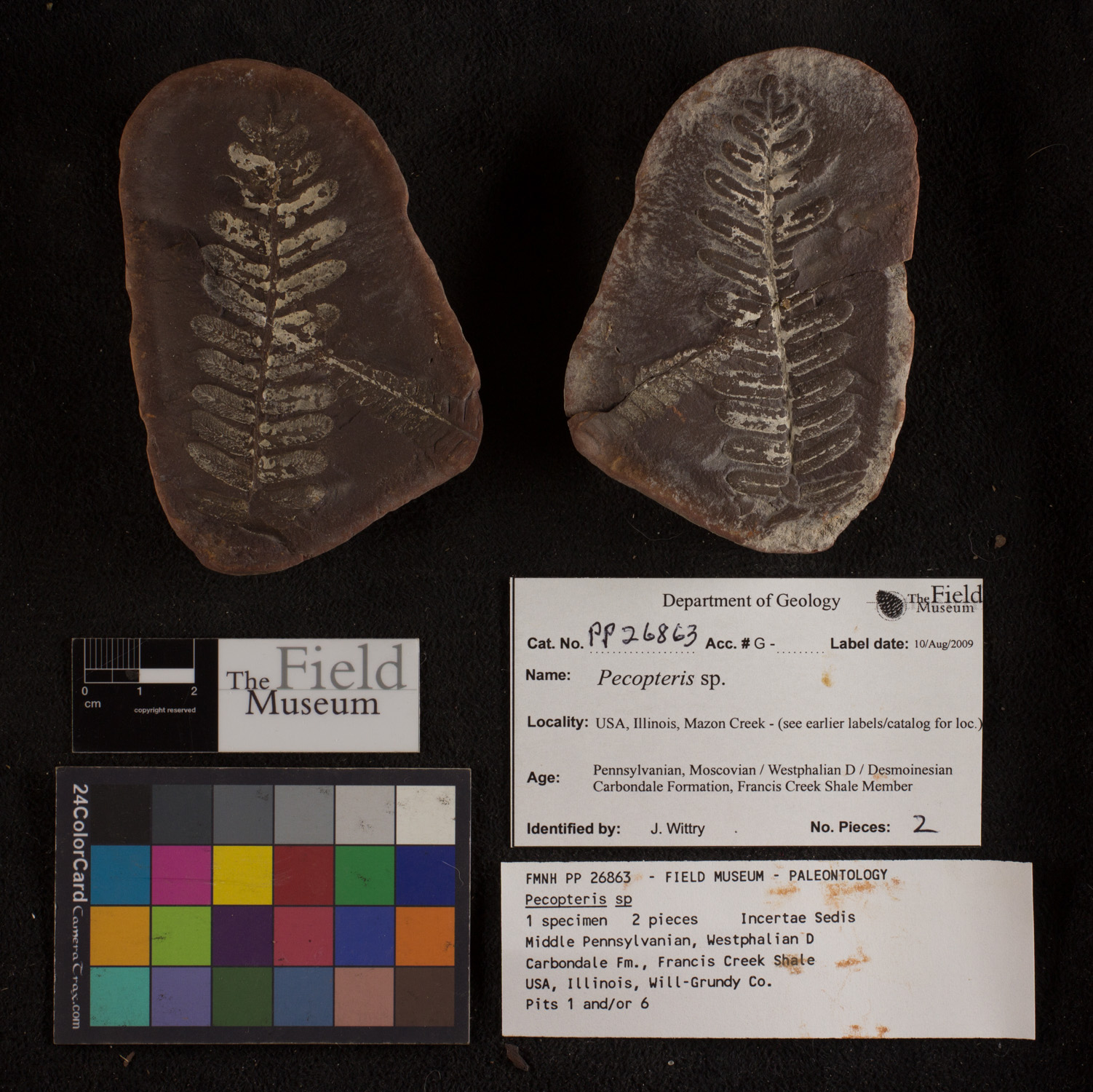 Acitheca polymorpha