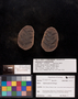 PP 28547 A+B [HS, M] Sphenopteris biturica, Moscovian / Desmoinesian, Francis Creek Shale Member, United States of America, Illinois, Mazon Creek Region