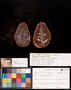PP 30234 A+B [HS, M] Plantae, Moscovian / Desmoinesian, Francis Creek Shale Member, United States of America, Illinois, Will, Mazon Creek Region