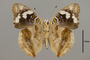 124360 Junonia oenone v IN