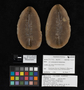 PP37142_image_1