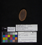 PP 38341 [HS, M] Plantae, Moscovian / Desmoinesian, Francis Creek Shale Member, United States of America, Illinois, Kankakee, Mazon Creek Region