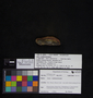 PP 38354 [HS, M] Plantae, Moscovian / Desmoinesian, Francis Creek Shale Member, United States of America, Illinois, Kankakee, Mazon Creek Region
