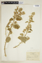 Sida cordifolia L., PARAGUAY, F