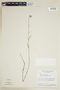 Sida linifolia Juss. ex Cav., BRAZIL, F