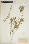 Sida rhombifolia L., BOLIVIA, F