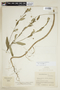 Sida rhombifolia L., COLOMBIA, F