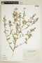 Sida rhombifolia L., ARGENTINA, F